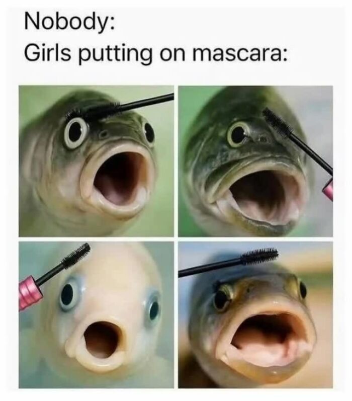 Four close-up images of fish with open mouths, each having mascara wands near their eyes, funny animal memes.