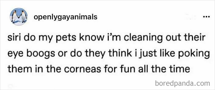 Funny animal meme text about cleaning pets’ eye boogers and their possible confused reaction, humorous and pure content.