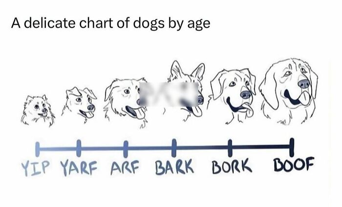 Funny animal memes showing a chart of dog ages with different barking sounds from yip to boof