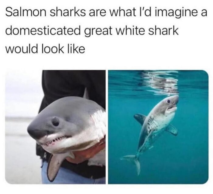 Funny animal meme featuring a salmon shark compared to a domesticated great white shark underwater and held by a person.