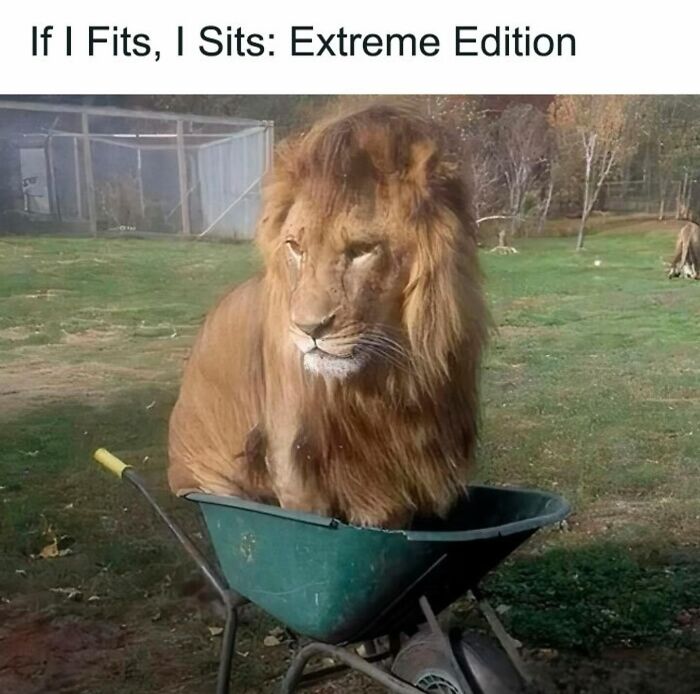 Lion sitting in a small wheelbarrow with caption if I fits, I sits, funny animal memes showing pure animal humor.