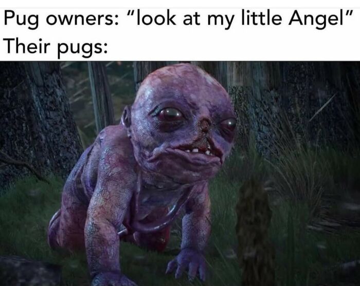 Funny animal memes featuring a distorted creature labeled as a pug, highlighting pure, humorous pet moments.