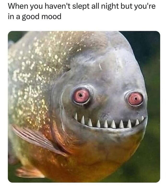 A close-up of a funny animal meme showing a fish with sharp teeth and red eyes, looking tired but happy.