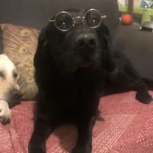 velvetjackanapes avatar