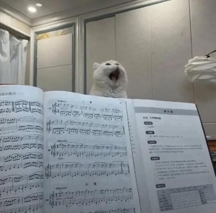 Cat appearing to sing behind open sheet music, sharing an adorable animal moment in a cozy indoor setting.