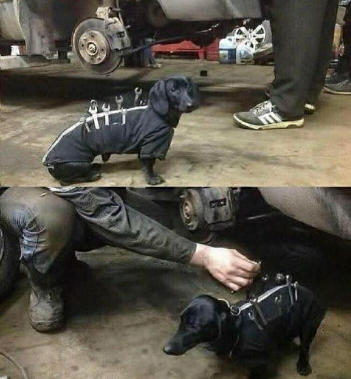 Dachshund dressed as a mechanic with tools attached, sharing an adorable animal moment in a workshop setting.
