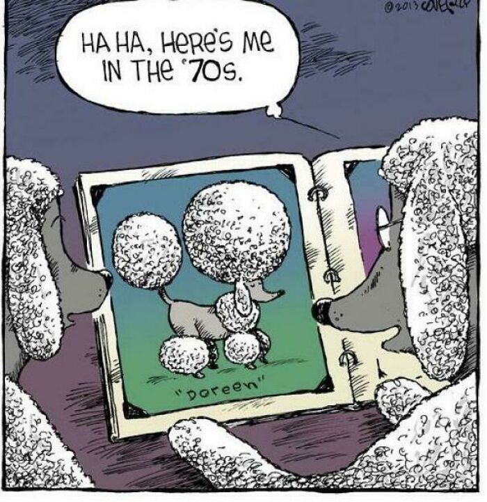 Cartoon poodle looking at a photo album showing a 70s style poodle hairstyle, highlighting cringy jokes about boomers.