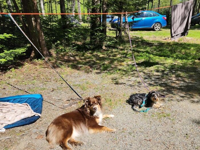 Two dogs resting on a leash at a campsite with camping gear and a car in the background, showcasing camping hacks.