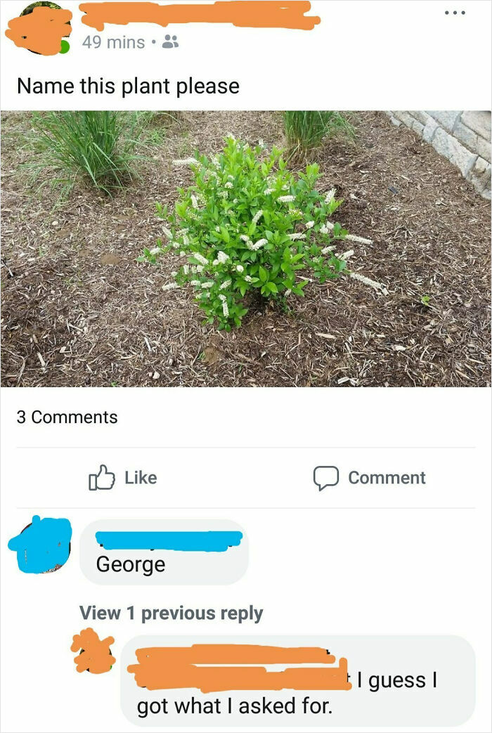 Social media screenshot showing a funny internet response about naming a plant, with comments and reactions.