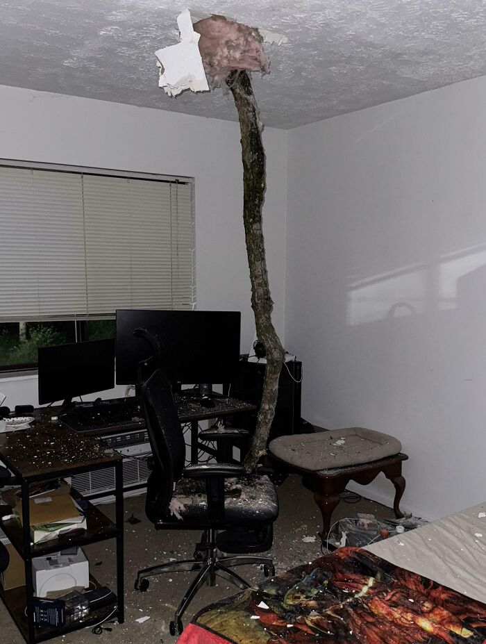 Tree branch pierces ceiling and lands on office chair in a room, showing amazing luck from avoiding injury or damage.