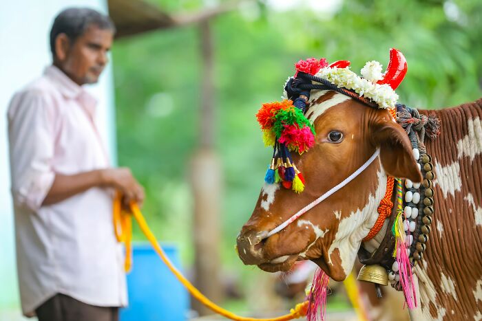 Man holding a decorated cow with colorful ornaments, illustrating a religious myth about Jesus and the Bible.