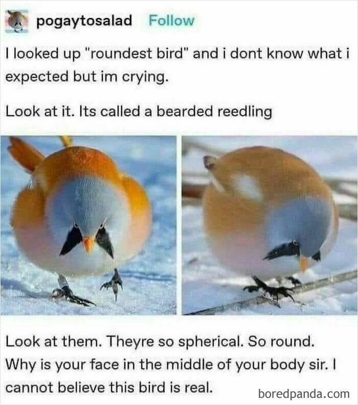 Bearded reedling bird shown in two images looking round and spherical in funny animal memes collection.