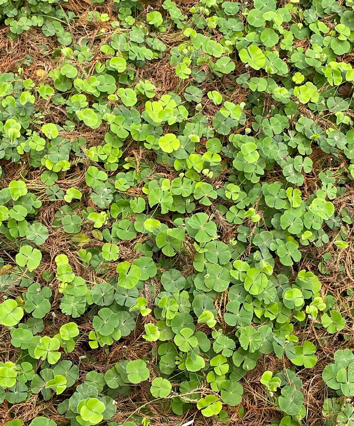 Close-up of four-leaf clovers on the ground representing amazing luck in people experiencing unbelievable luck.