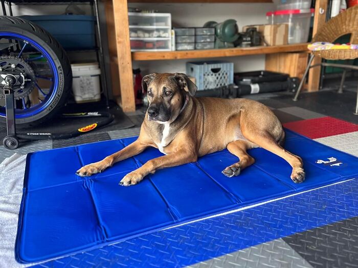 Dog lying on a cooling mat in a garage, showcasing heatwave hacks for staying cool during summer heat.