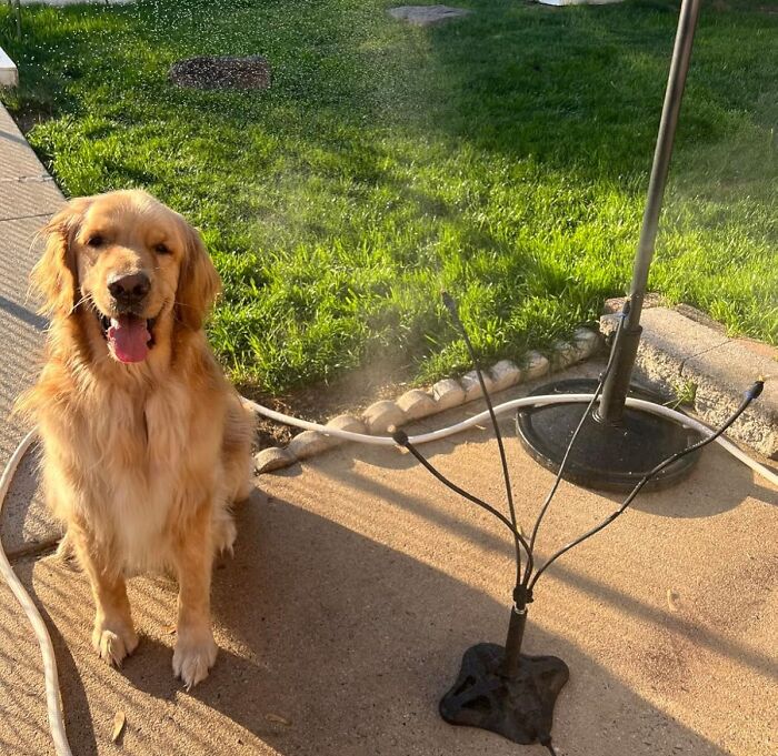 Golden retriever sitting near outdoor mist sprinkler on a sunny day, illustrating heatwave hacks for summer survival.