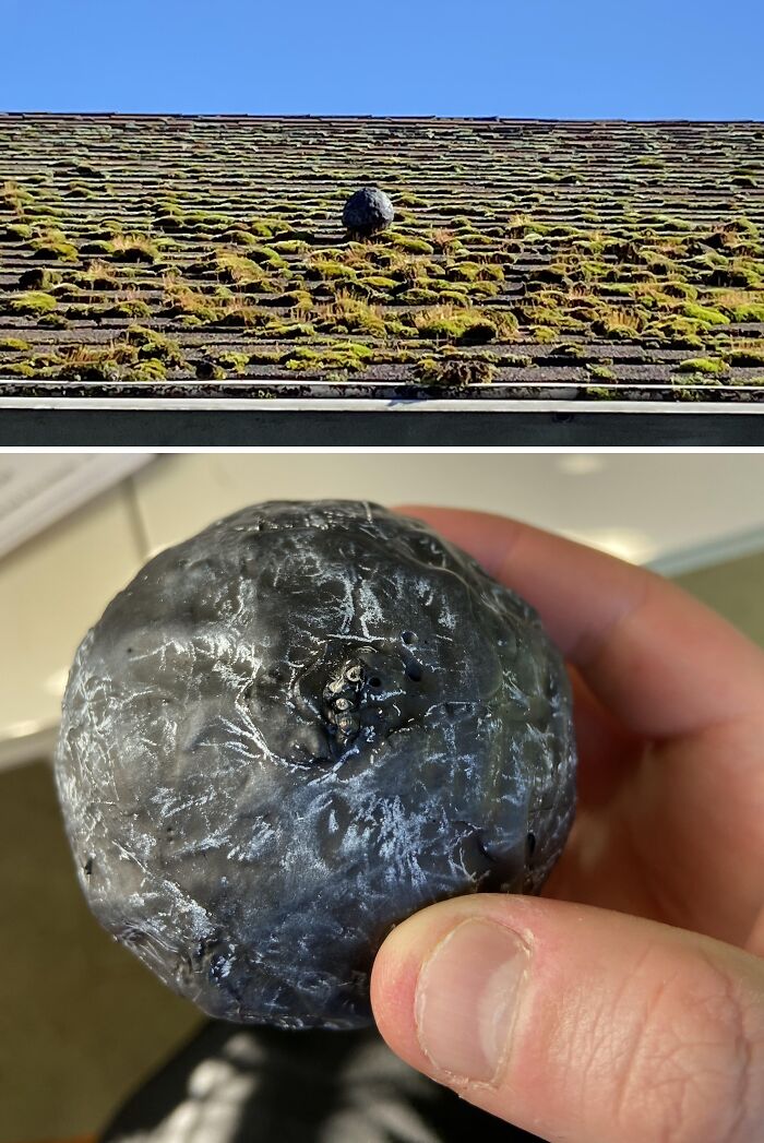 Mysterious round object covered in moss on a roof and held in hand, showcasing one of the most interesting mysteries.