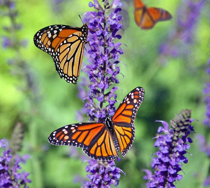 Monarch butterflies feeding on purple flowers in a natural setting, illustrating intriguing mysteries of nature.