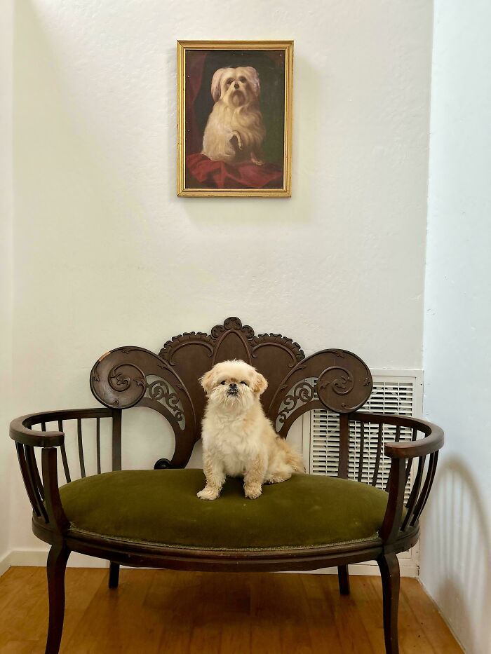 Small dog sitting on an antique wooden sofa with green upholstery beneath a vintage dog portrait painting indoors