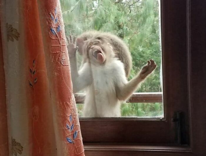 Monkey pressing its face against a window making a funny expression, showcasing humorous moments in nature photography.
