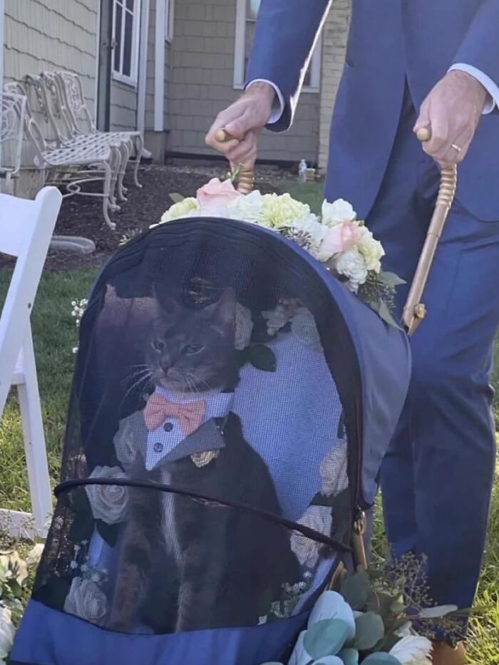 Gato adorable vestido con moño en cochecito decorado con flores al aire libre para animar un mal día.