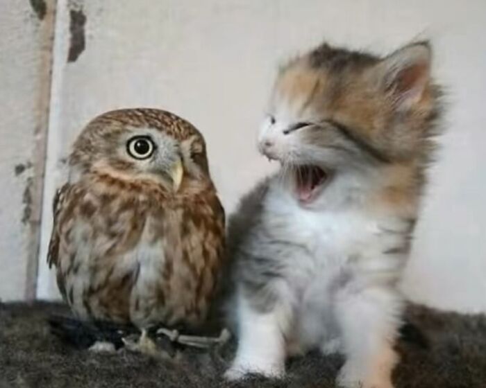 Gato adorable maullando junto a un búho pequeño en un ambiente interior para alegrar tu día.