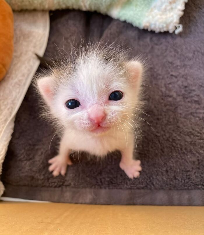 Gatito recién nacido con ojos grandes mirando al frente en ambiente cálido, fotos de gatos adorables para animarte.