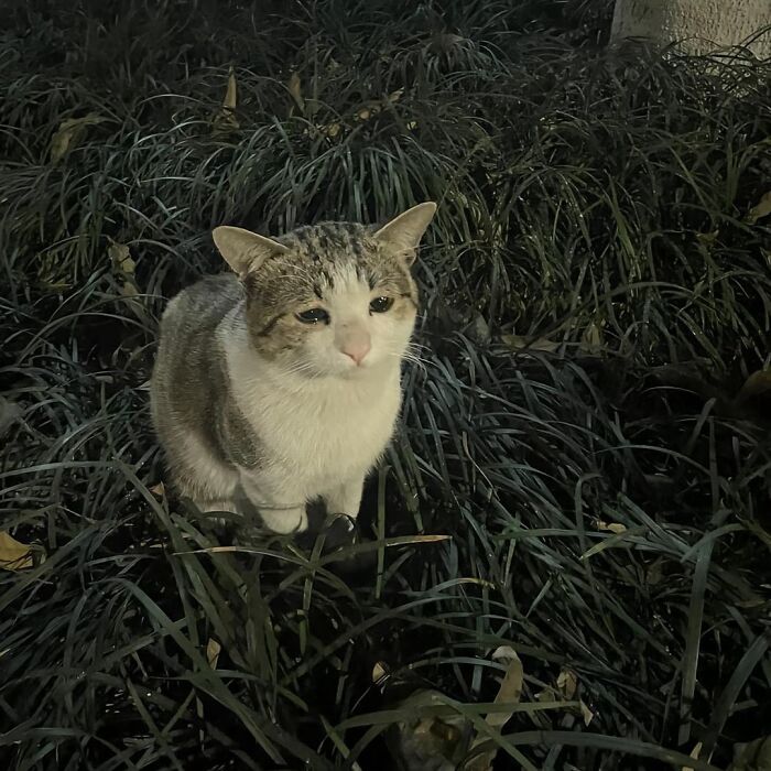 Gato adorable con pelaje blanco y gris, sentado entre hojas y pasto por la noche para animarte en un mal día.