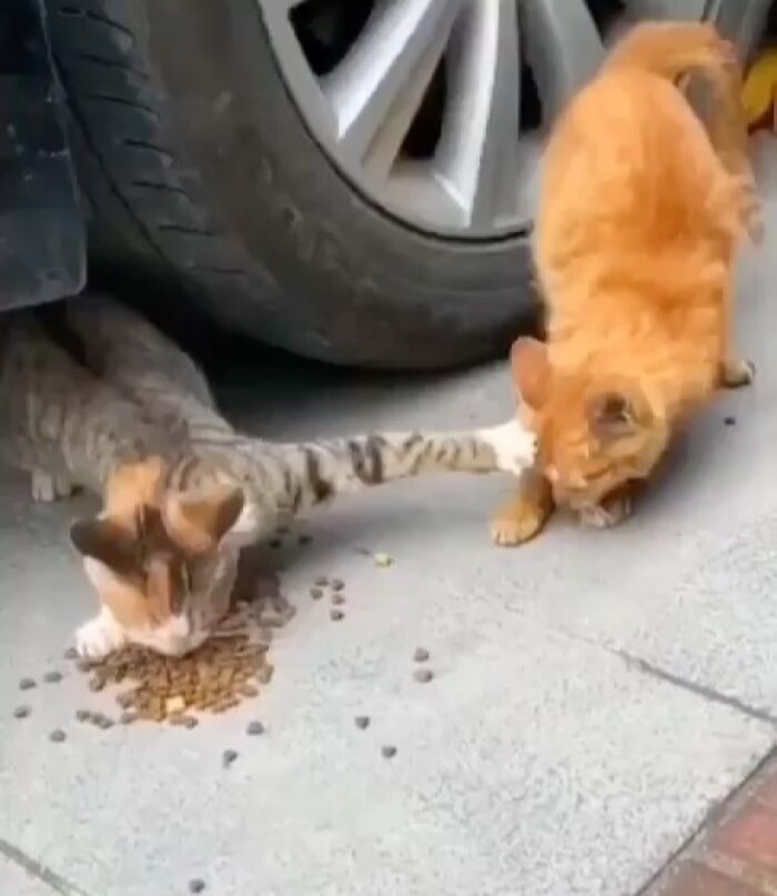 Dos gatos adorables comiendo en la calle, uno naranja y otro atigrado, mostrando ternura y compañerismo.