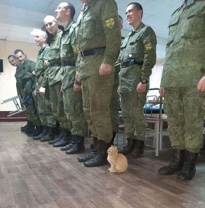 Gato adorable sentado en formación junto a soldados, aportando ternura y alegría en un ambiente serio y formal.