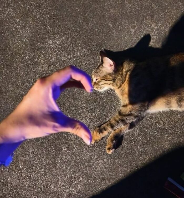 Gato adorable tocando la mano de una persona formando un corazón, foto para animar tu día con fotos de gatos adorables.