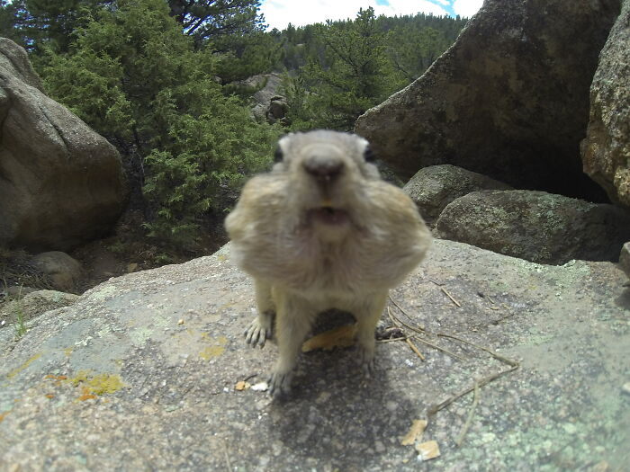 Close-up of a funny nature moment with a squirrel puffing cheeks on a rock surrounded by trees and large boulders.