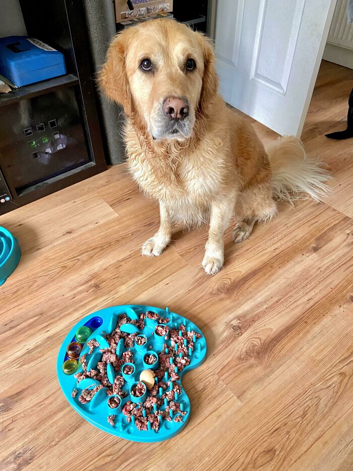 Golden retriever sitting on wooden floor next to a slow feeder bowl with scattered dog food in a funny unfortunate situation.
