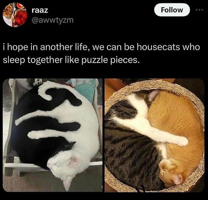 Two pairs of cats curled up sleeping like puzzle pieces, showcasing funny animal memes of pure, comforting moments.
