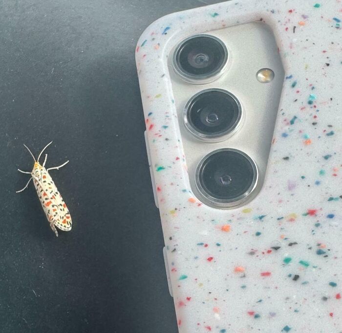 Small colorful insect next to a phone with a speckled case, capturing a real-life glitch in the matrix moment.