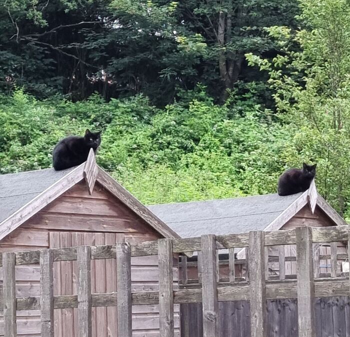 Two identical black cats sitting on separate wooden shed roofs in a green garden, showing real-life glitches in the matrix.