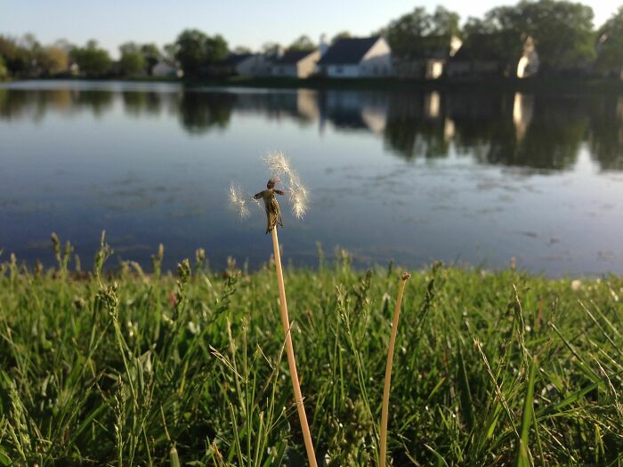 Dandelion seeds clinging humorously by a lake with houses in the background, capturing funny nature moments.