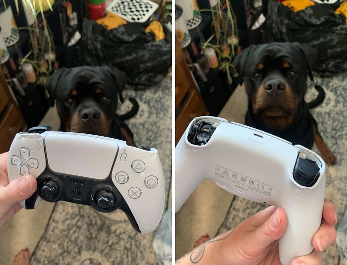 Dog sitting in background while person holds a broken PlayStation controller in a funny unfortunate situation.
