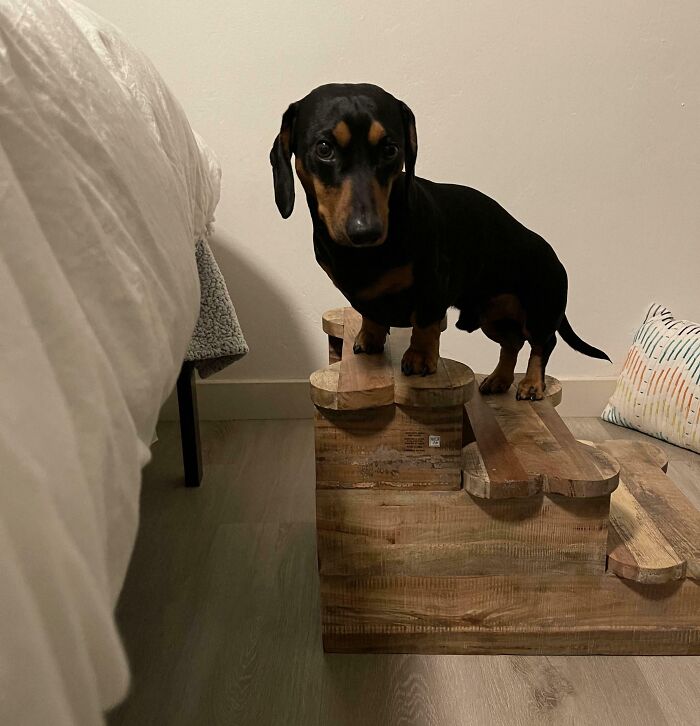 Small black and brown dog stuck on wooden pet stairs, illustrating funny unfortunate situations from forgetting something.
