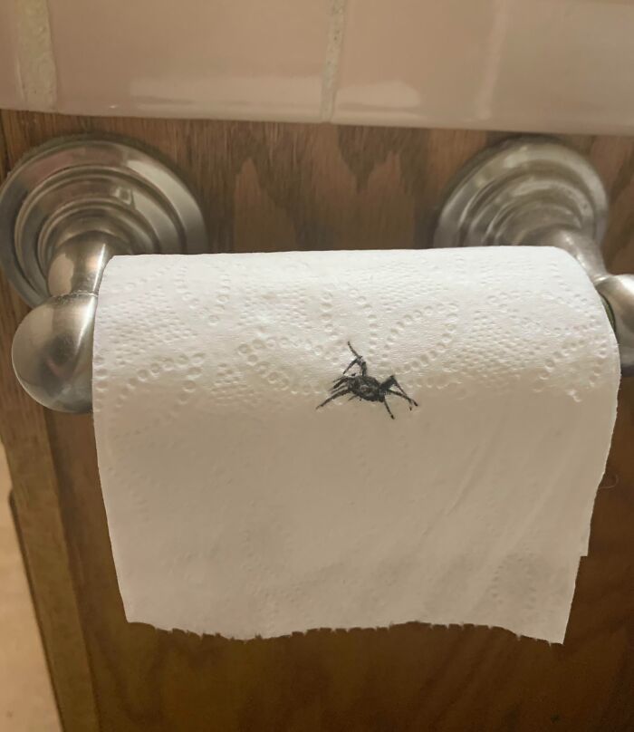 Toilet paper roll with a black spider on it, capturing a funny unfortunate situation of forgetting to check carefully.