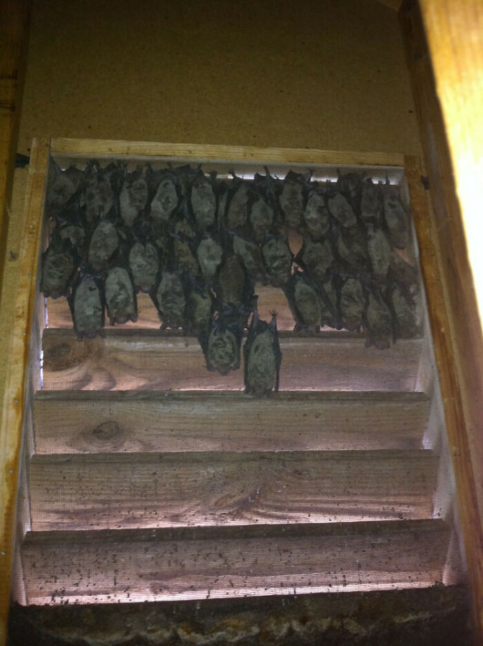 Colony of bats hanging from a wooden frame inside an old home, an unusual and surprising discovery behind floor boards.