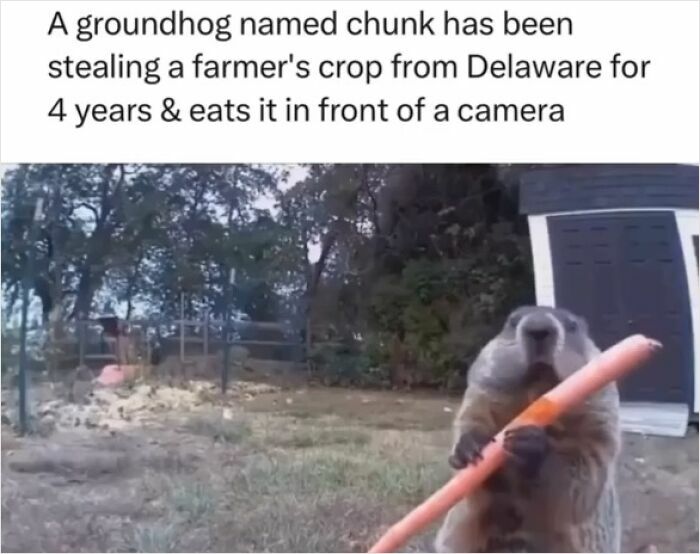 Groundhog stealing and eating a carrot on camera, showing suspiciously unbothered behavior in a farm setting.