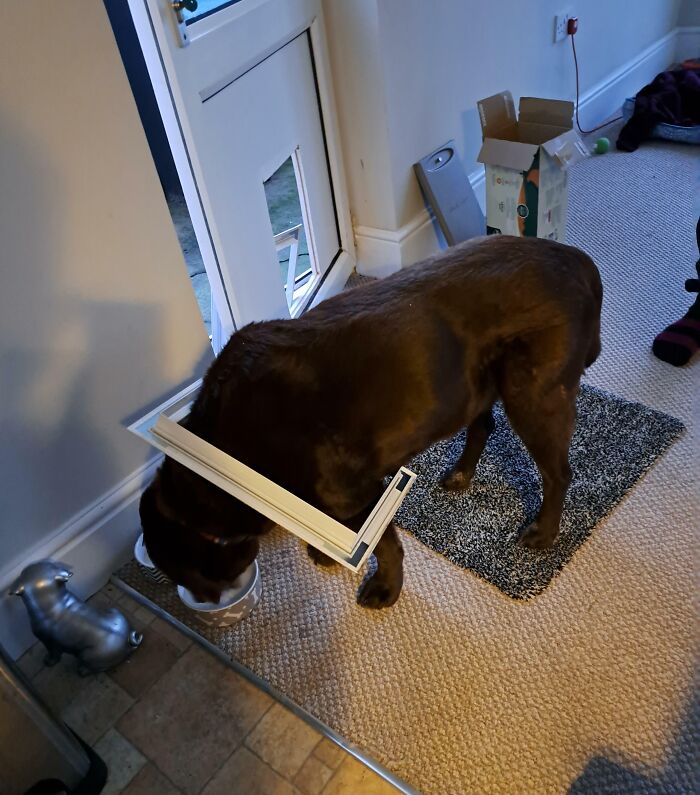 Chocolate dog eating near a broken cat flap frame stuck on its neck, showing suspiciously unbothered behavior indoors.