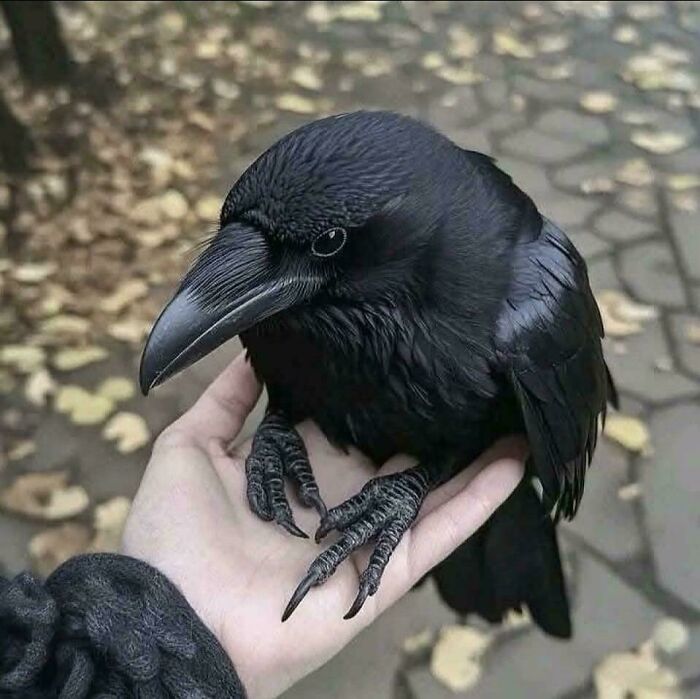Close-up of a black crow calmly perched on a person's hand, showcasing unusual and cool world facts about birds.