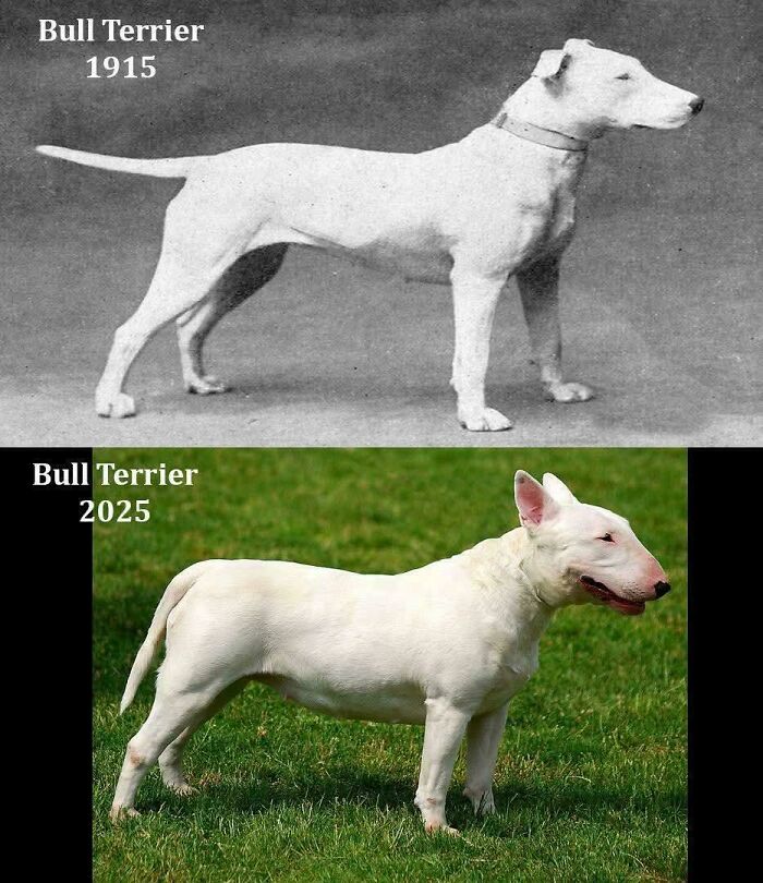Comparison of Bull Terrier dog breed in 1915 and 2025 showcasing unusual and cool world facts about dog evolution.
