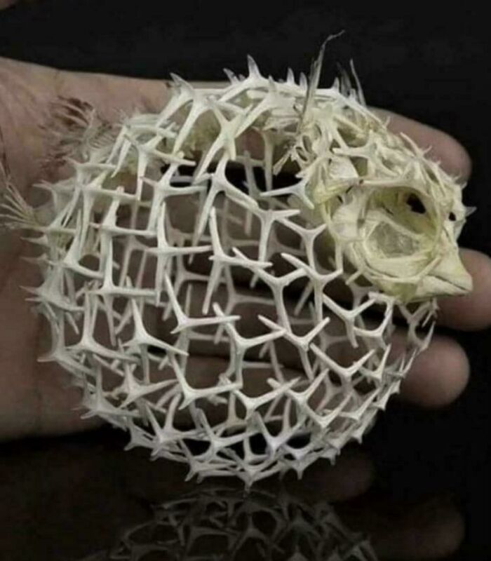 Hand holding an unusual inflated pufferfish skeleton showcasing cool world facts and unique natural structures.