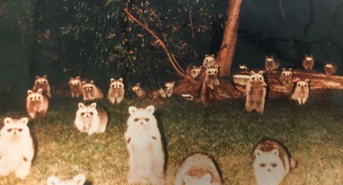 A group of raccoons gathered on grass at night in a funny nature moment captured by people snapping a pic.