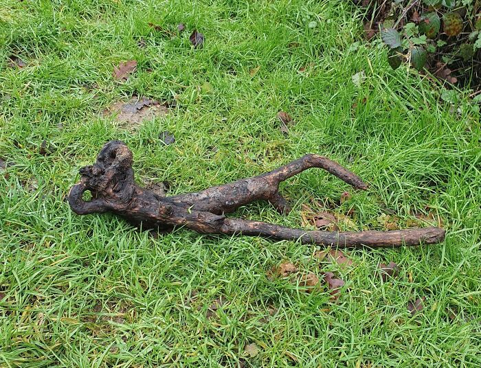 Funny nature moment showing a oddly shaped stick on grass that looks like a reclining figure, captured by a passerby.