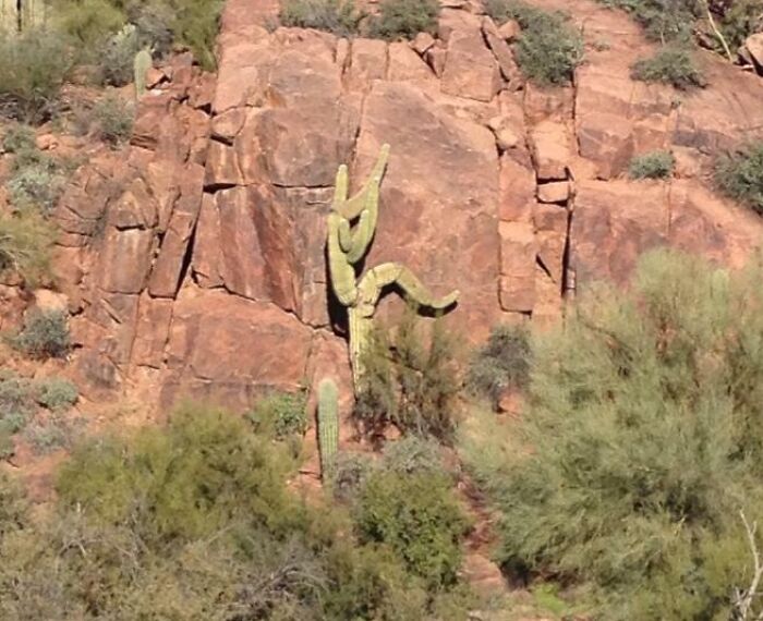 Cactus with unusual arm shapes against rocky terrain, showcasing funny nature moments people had to snap a pic of.