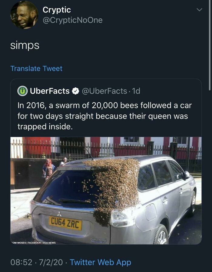 Screenshot of a viral tweet showing a car covered by a swarm of bees, illustrating weird internet moments and screenshots.