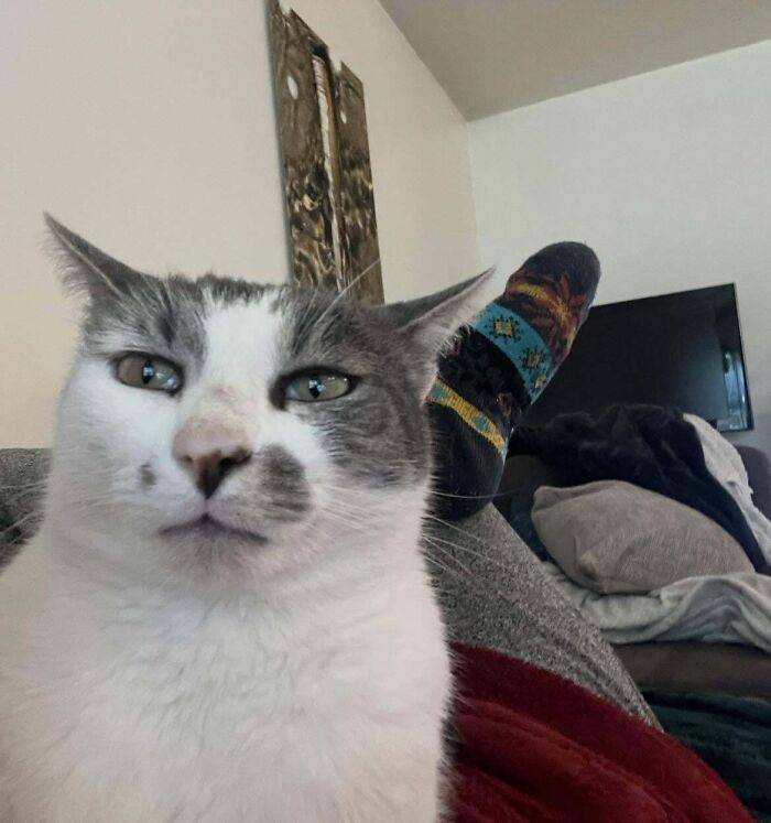 Close-up of a cat with a funny expression, sitting indoors, capturing a moment that made its owner laugh.